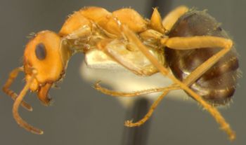 Media type: image;   Entomology 9210 Aspect: habitus lateral view